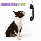 Communication animale