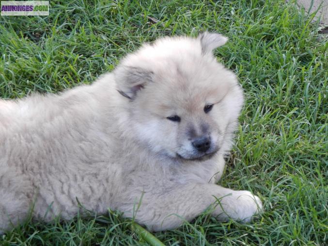 Chiots Eurasier