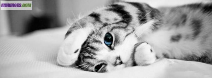 Garde chat sur Bordeaux