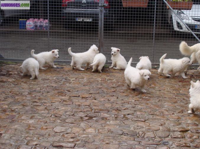 Chiots bergers blanc