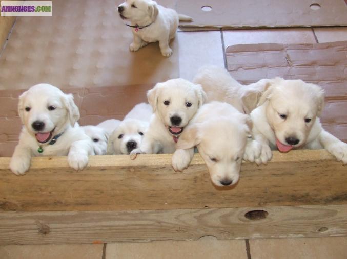 A reserver golden retriever non lof