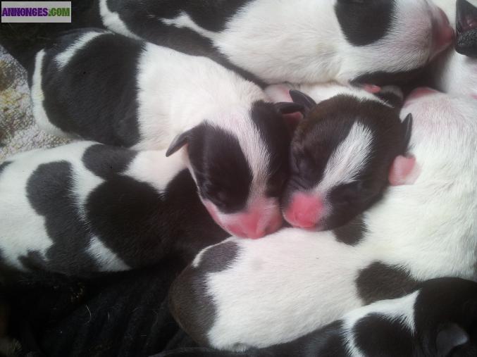 A réserver chiots American Staffordshire Terrier