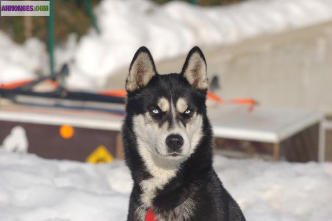 Chiots husky LOF