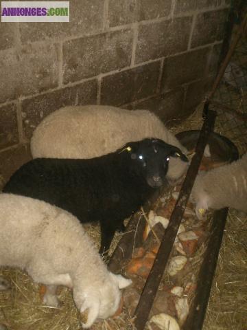 Vends agnelles bonne a saillir