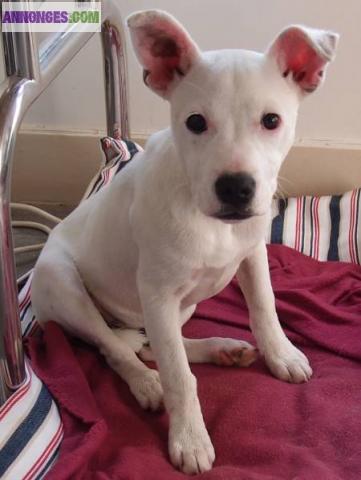 JERICHO chiot DOGUE ARGENTIN‏