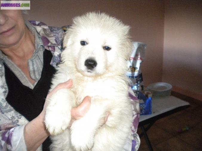 Chiots berger blanc poils longs