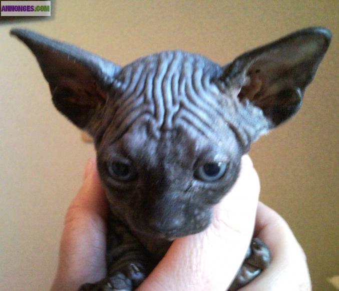 Chaton sphynx