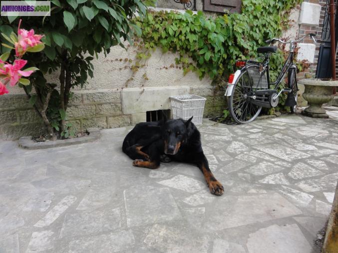 BEBES  BEAUCERONS  A  NAITRE