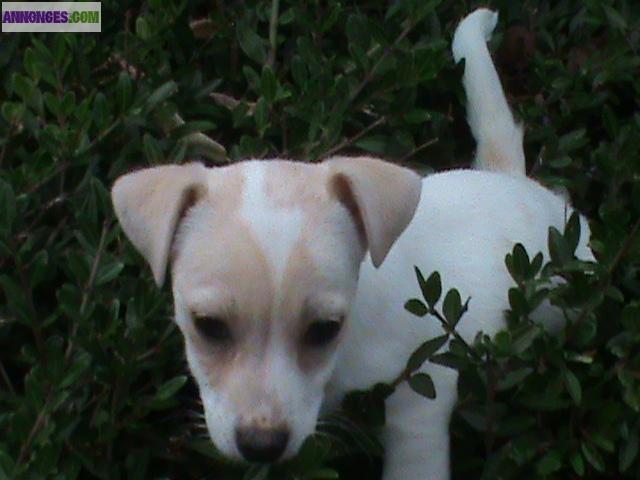 Chiots Jack russel