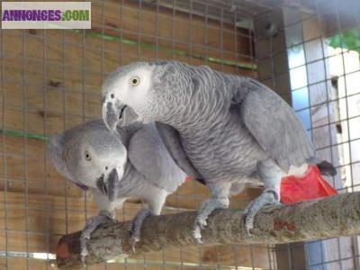 DON URGENT DE COUPLE PERROQUET GRIS DU GABON