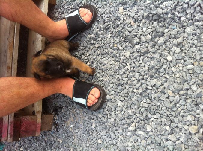 Chiot malinois pure race