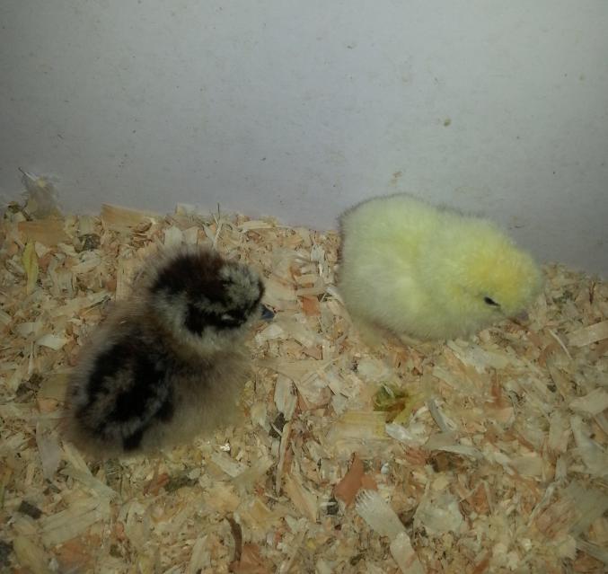 Poussins Nègre de Soie