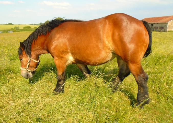 Pouliche trait Ardennais