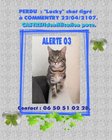 Chat tigré perdu dans l'allier