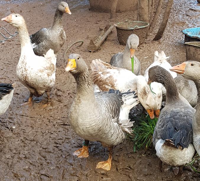 Oies blanches et grise