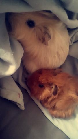 Vend deux jeune cochon d'inde