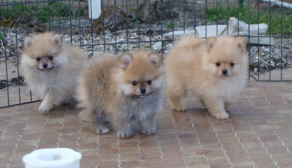 Chiots spitz nain allemand