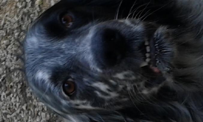 Donne setter anglais