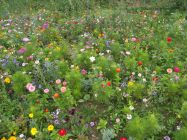 Entretien de votre jardin