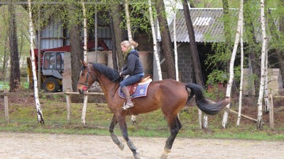 Belle jument selle francaise de 10 ans a donner