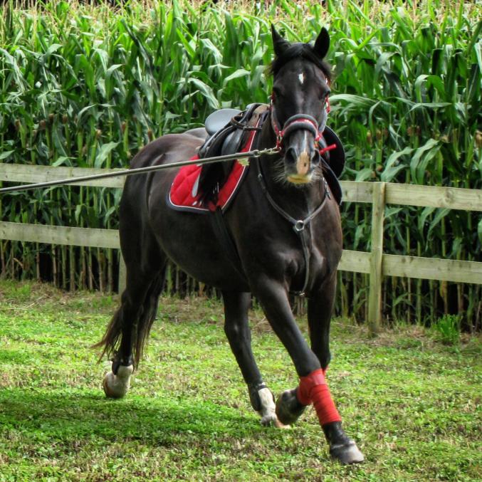 Cours d'équitation tous niveaux et nombreuses disciplines