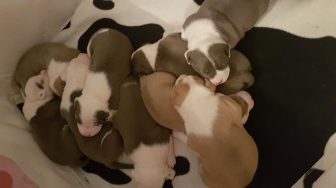A réserver chiot amstaff