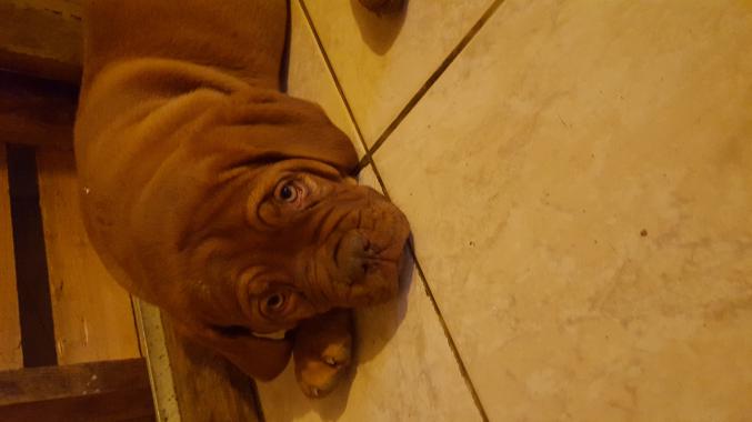 Chiot dogue de bordeaux