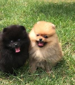 6 Magnifique chiots Spitz nain Allemand à réserver