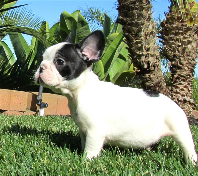 6 chiots bouledogue français pour adoption