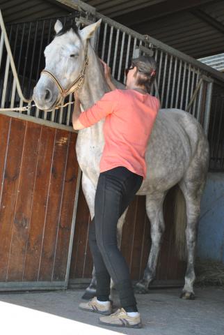 La Médecine Chinoise au Service des Animaux