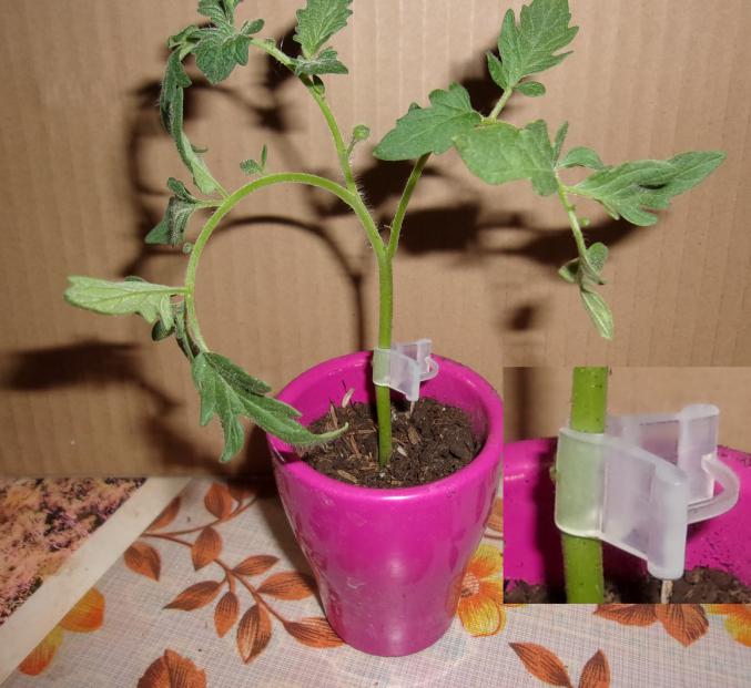 Clip pince pour greffe poivron et autre legumes + graine