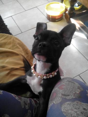 Bouledogue français femelle