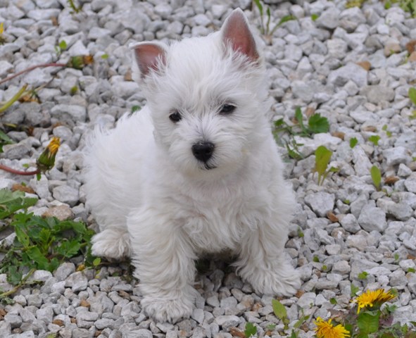 Superbes chiots westie male et femelle disponibles.