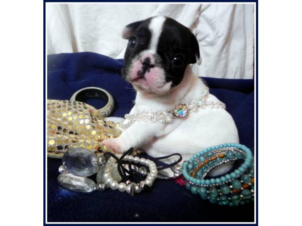 CHIOTS BOULEDOGUES FRANCAIS