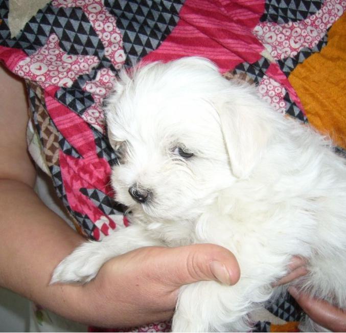 Chiots type Bichon maltais Mâle et femelle