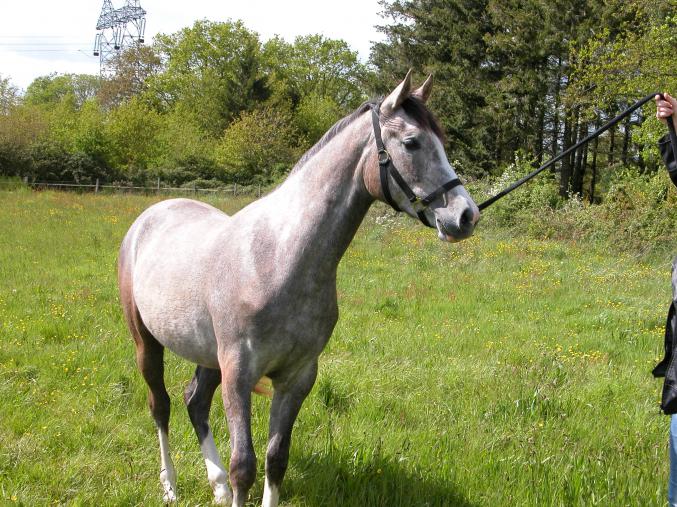 Orlane de St Morel, jument onc 2001