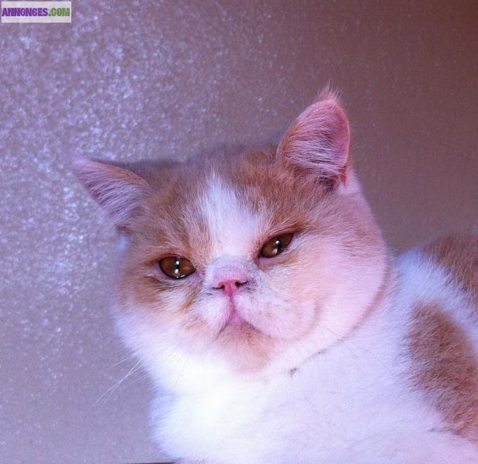 Chat type exotic shortair