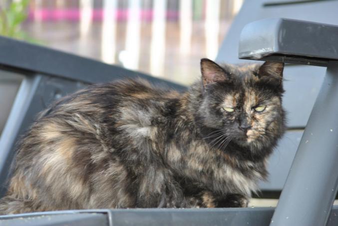 Kitty cat, quelle beauté et quelle douceur