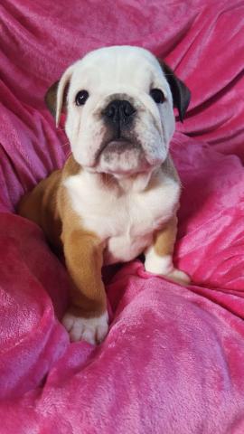 Chiots Type Bouledogue Anglais