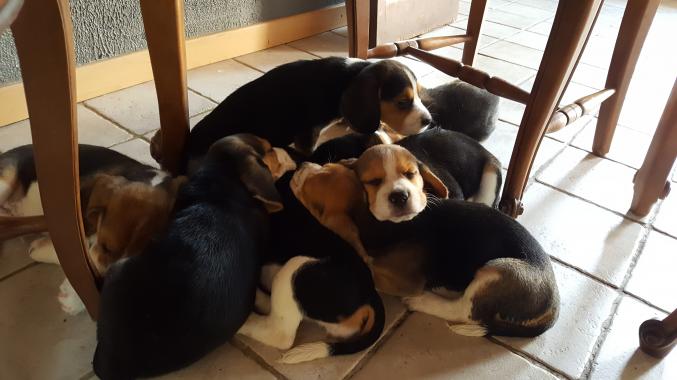 Chiots Beagles LOF
