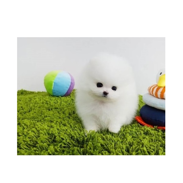 Beaux chiots de Poméranie