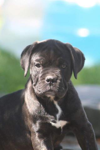 Chiots Cane Corso