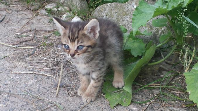 Chatons à donner