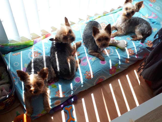 Recherche toiletteuse à domicile