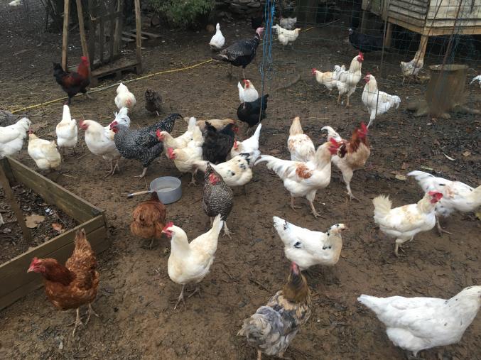 Poule pondeuse blanche