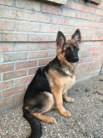 Chiot berger allemand poil longs