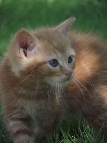 Donne adorables chatons à poils longs