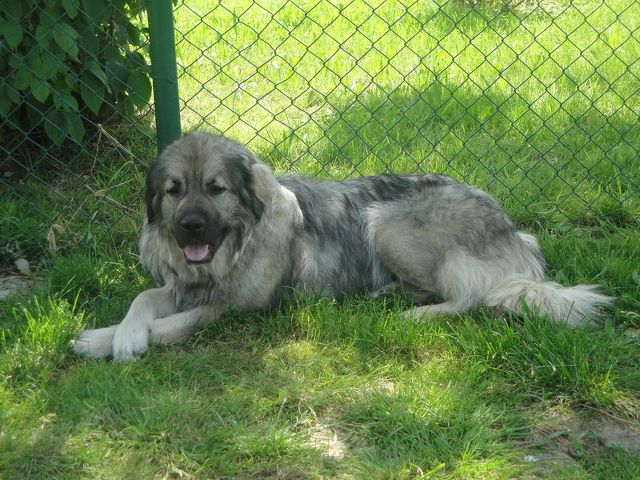 1 male et 2 femelles berger yougoslave DISPONIBLE