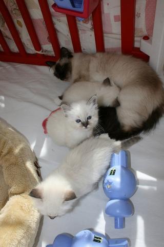 Bébés Siamois maintenant pret pour leurs nouveau foyers