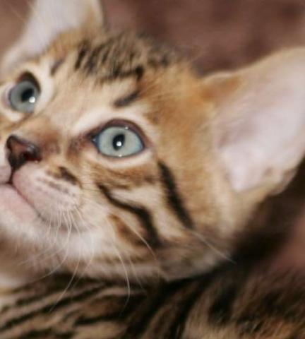 Donne un chaton Bengal